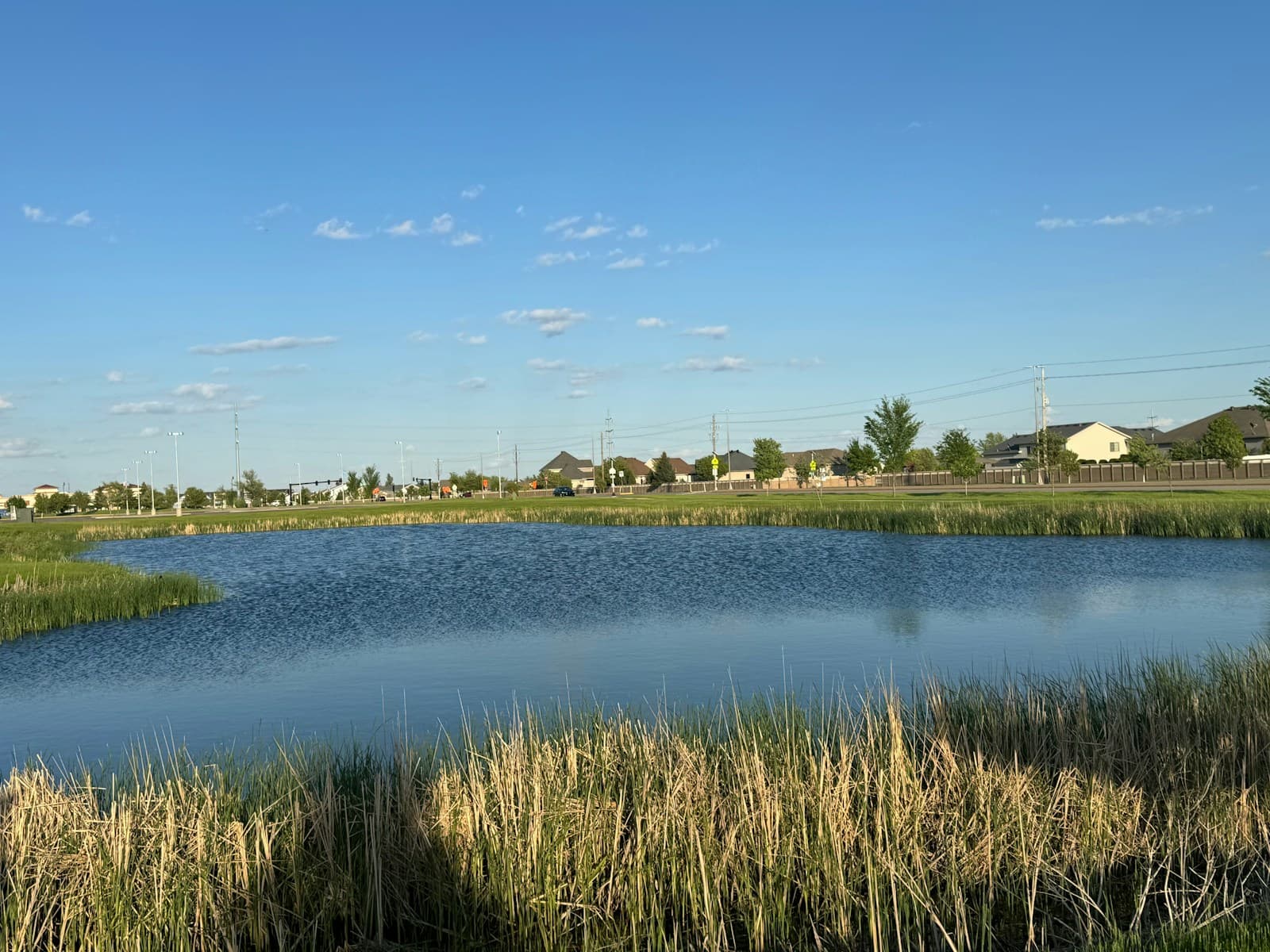 Peaceful pond surrounded by marsh grasses with residential houses visible in the background under blue sky