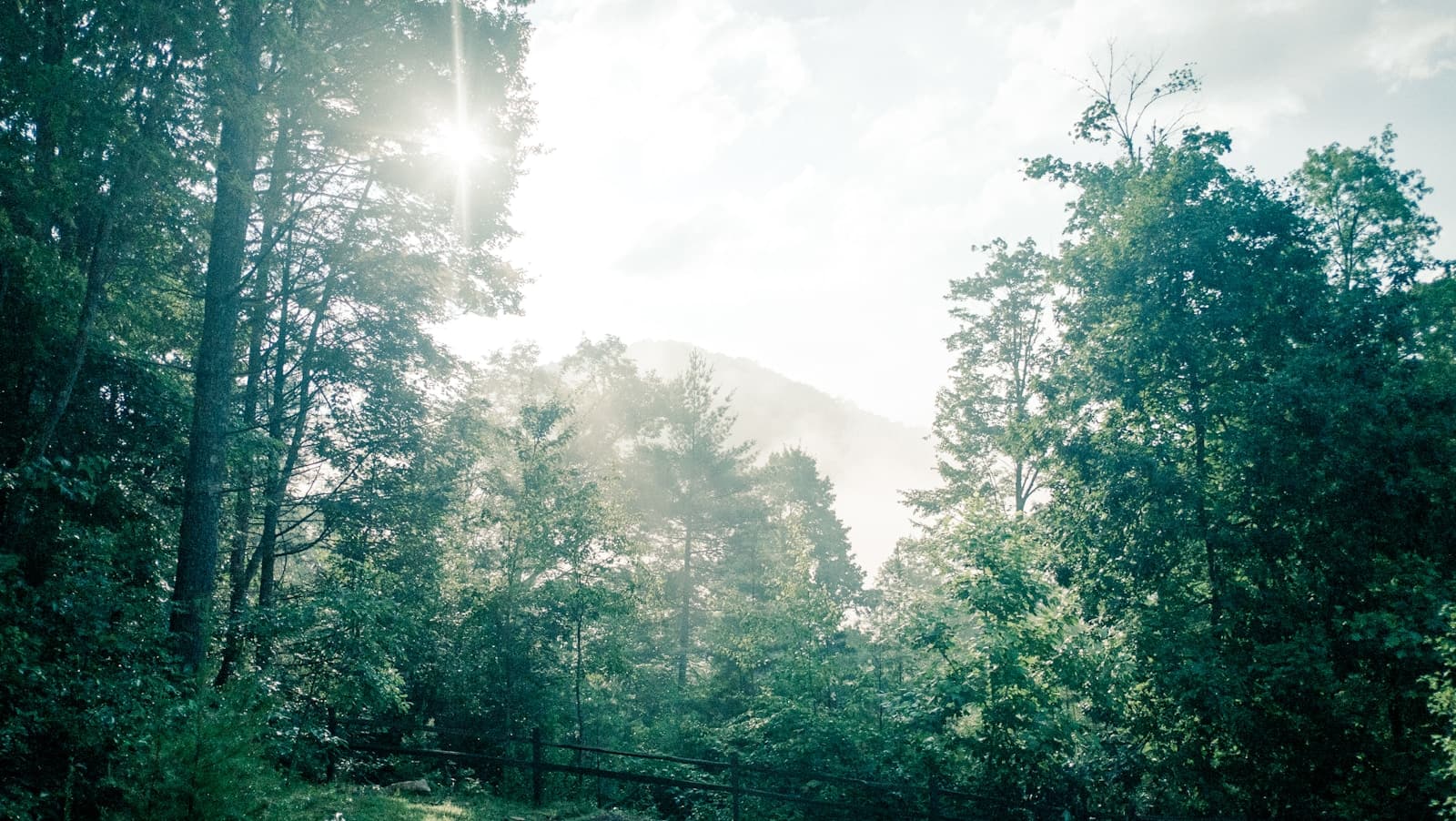 Sunlight filtering through green forest canopy with tall trees creating a peaceful woodland scene