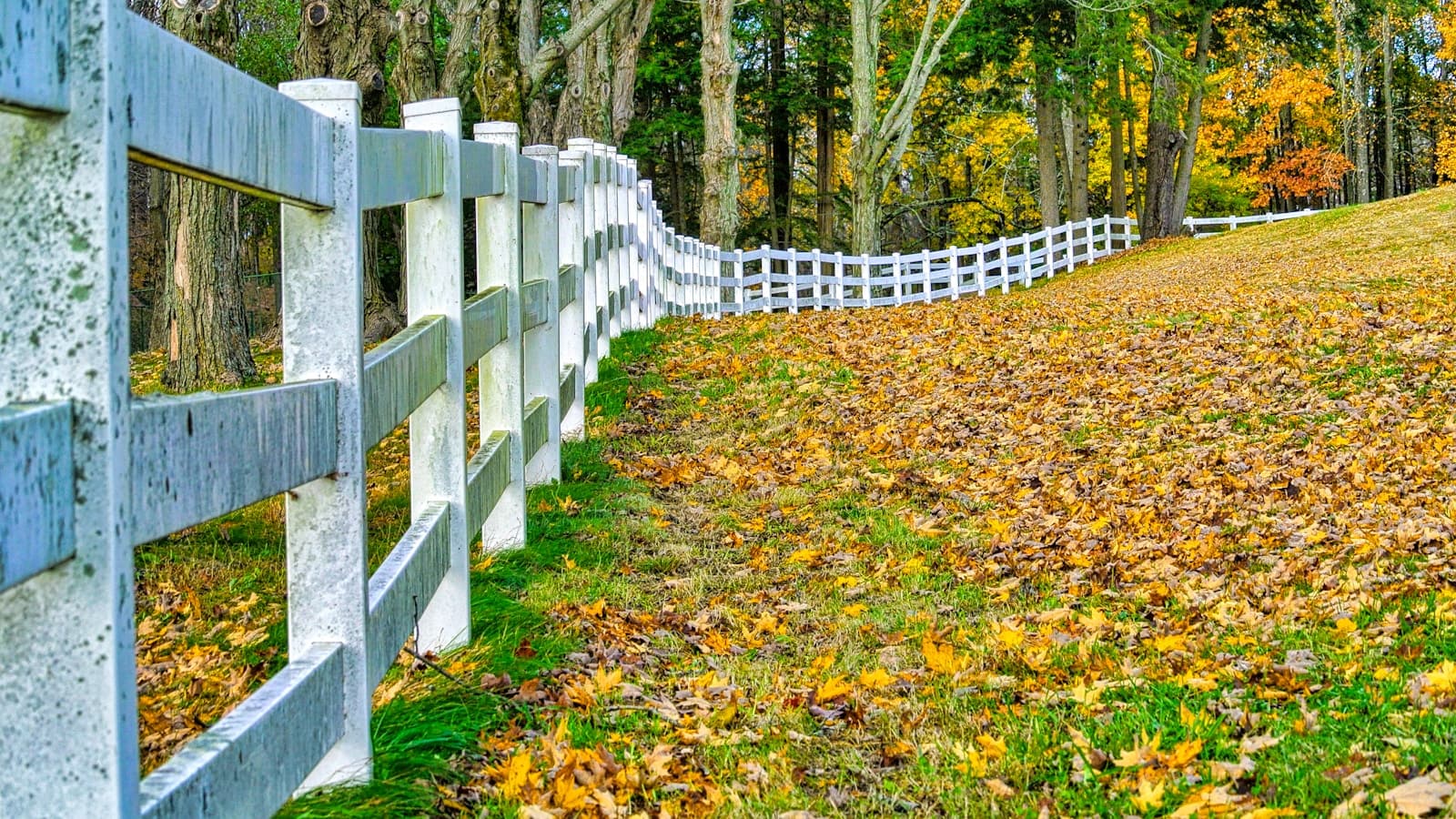 White wooden fence curving along autumn hillside with fallen leaves and colorful fall trees