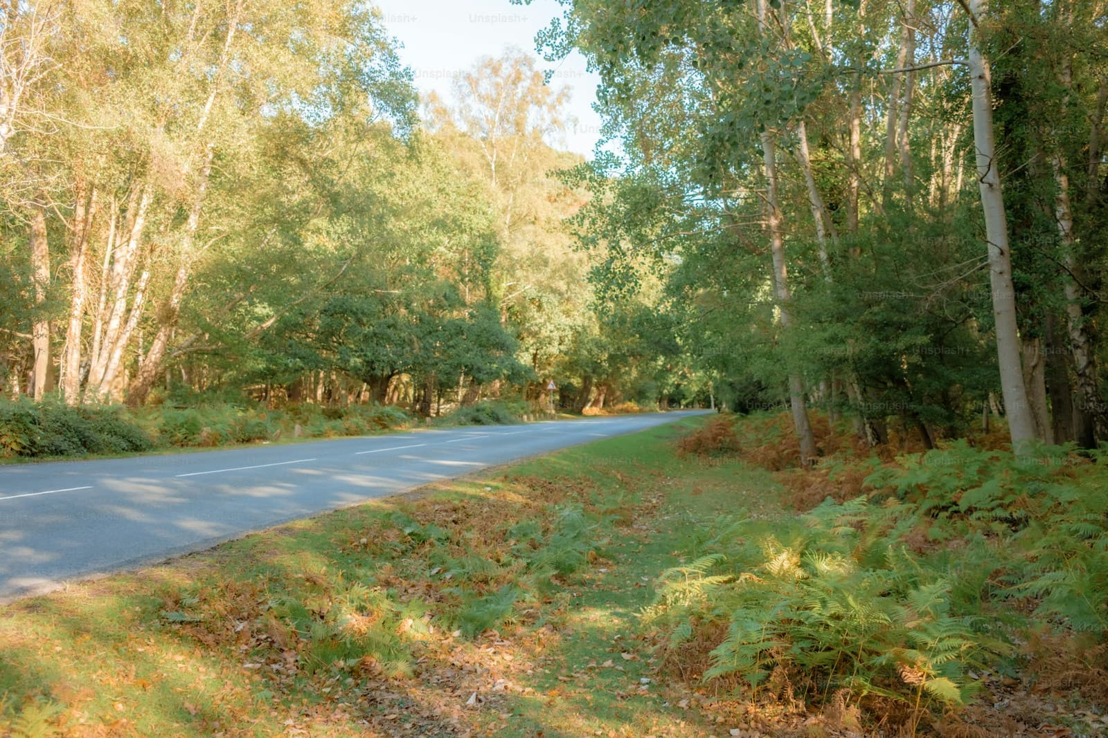 Curved road beneath a canopy of tall trees with ferns along the roadside