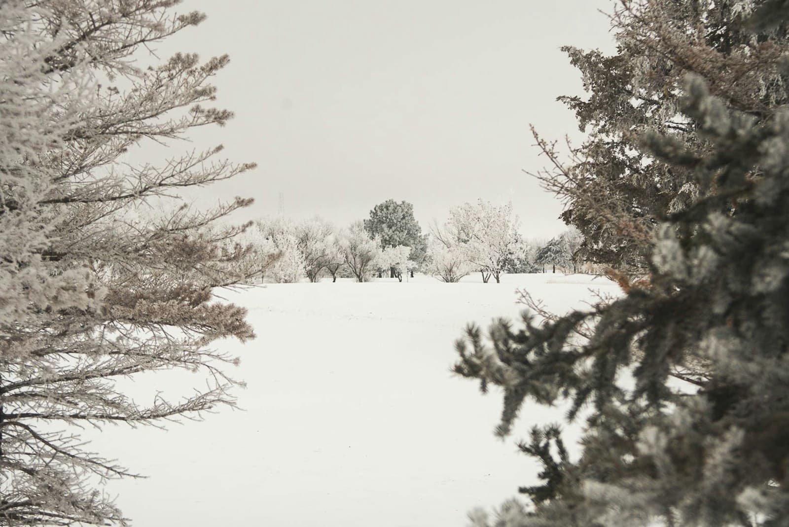 Snow-covered winter landscape with bare trees and evergreens under overcast sky