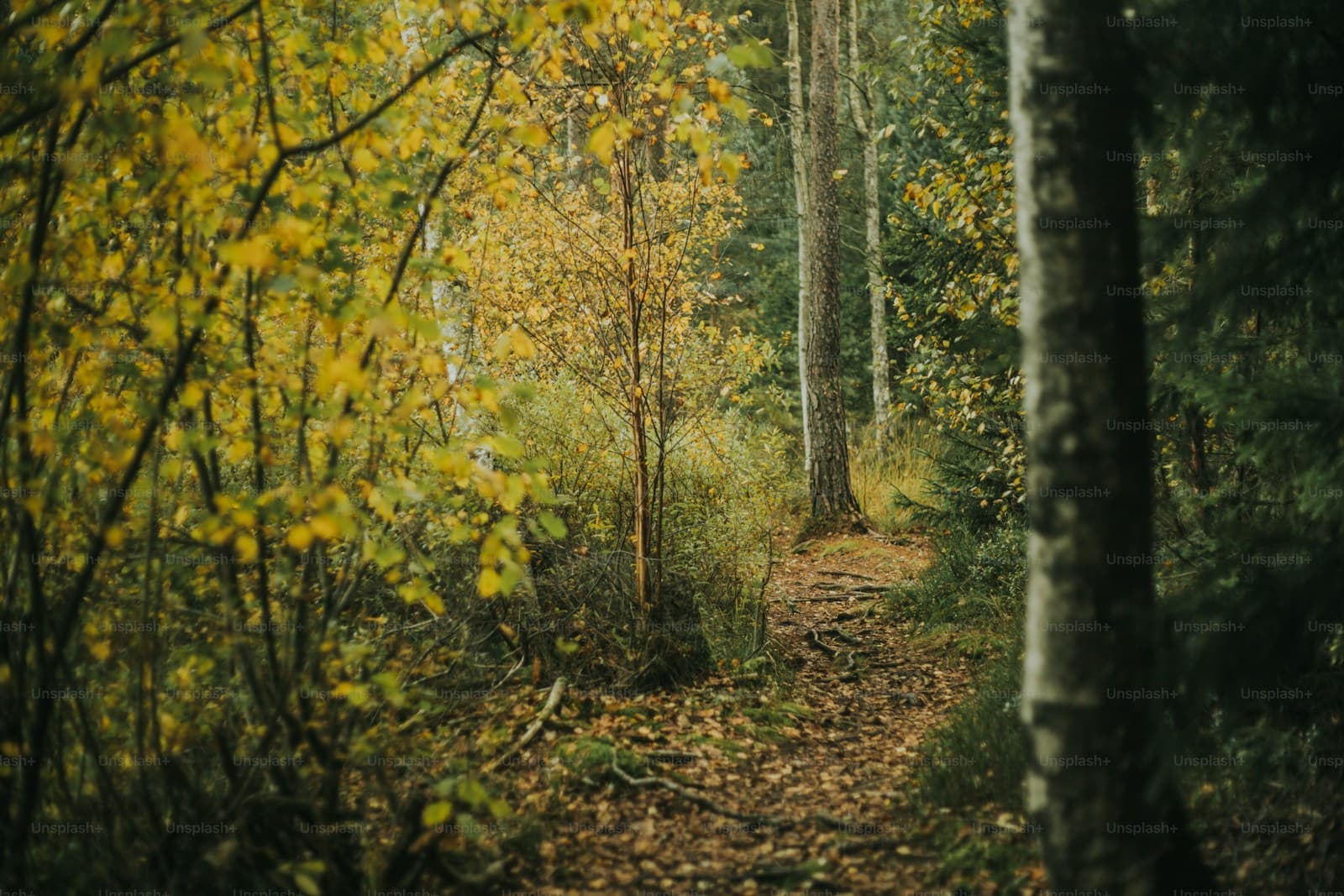 Peaceful autumn forest path with golden yellow trees and fallen leaves covering the ground