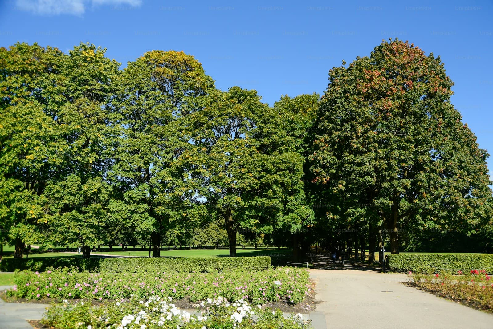 Beautiful park with large green trees, blue sky, manicured lawn and walking path through scenic parkland